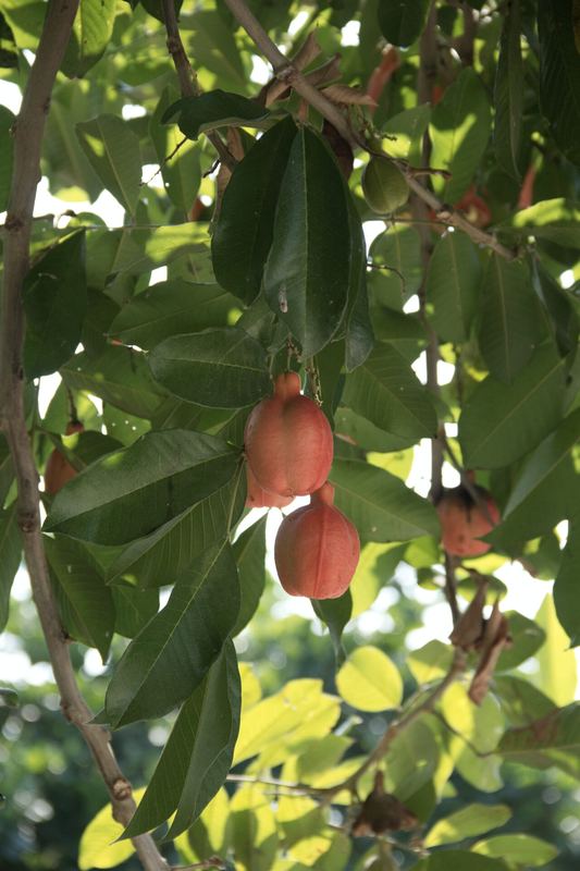 Corral Falso, Guerrero — fotografía 8 de 45