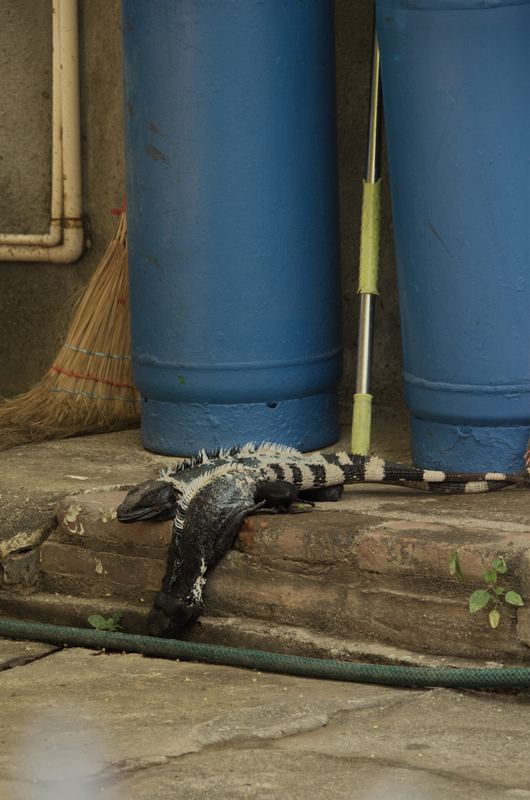 Corral Falso, Guerrero — fotografía 20 de 45