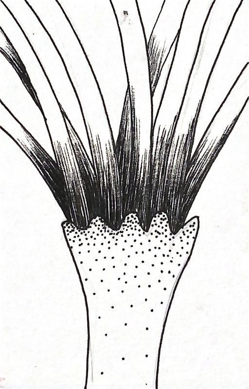 Estudio de ramificación 17 — plumilla y estilógrafo, 9 × 14 cm