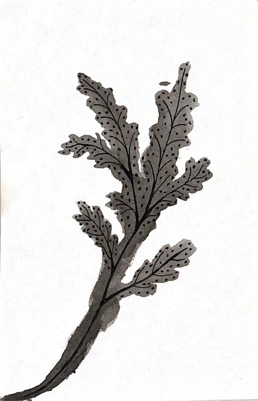 Estudio de ramificación 20 — plumilla y estilógrafo, 9 × 14 cm